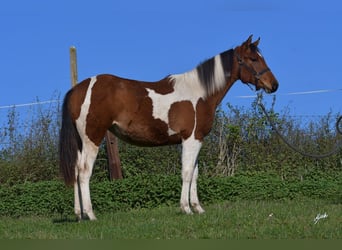 Paint Horse, Mare, 2 years, 15,1 hh, Tobiano-all-colors