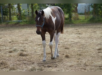 Paint Horse, Mare, 2 years, 15,1 hh, Tobiano-all-colors