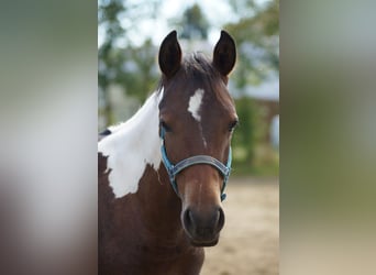 Paint Horse, Mare, 2 years, 15,1 hh, Tobiano-all-colors