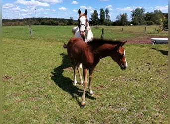 Paint Horse, Mare, 2 years, 15.2 hh, Bay-Dark