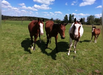 Paint Horse, Mare, 2 years, 15.2 hh, Bay-Dark