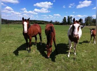 Paint Horse, Mare, 2 years, 15.2 hh, Bay-Dark