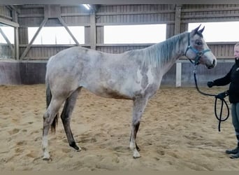 Paint Horse, Mare, 2 years, 15.2 hh, Overo-all-colors