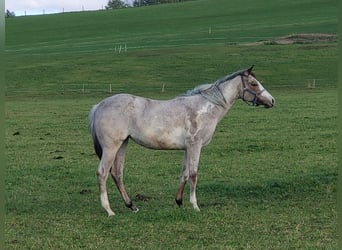 Paint Horse, Mare, 2 years, 15.2 hh, Overo-all-colors