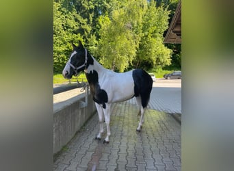 Paint Horse, Mare, 2 years, 15 hh, Tobiano-all-colors