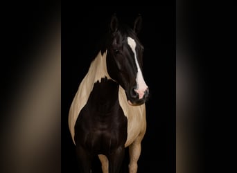 Paint Horse, Mare, 2 years, 15 hh, Tobiano-all-colors
