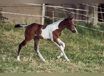Paint Horse, Mare, 2 years, 15 hh, Tobiano-all-colors