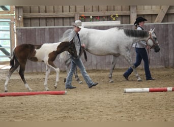 Paint Horse, Mare, 2 years, 15 hh, Tobiano-all-colors