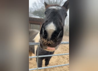 Paint Horse Mix, Mare, 2 years, 15,2 hh, Pinto