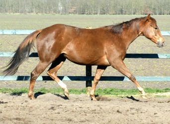 Paint Horse, Mare, 2 years, 15,2 hh