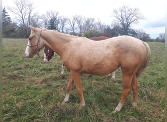 Paint Horse, Mare, 2 years, Palomino