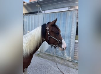 Paint Horse, Mare, 2 years