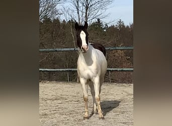 Paint Horse, Mare, 2 years, Tobiano-all-colors