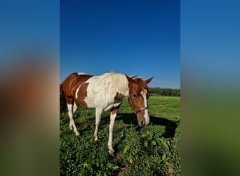 Paint Horse, Mare, 2 years, Tobiano-all-colors
