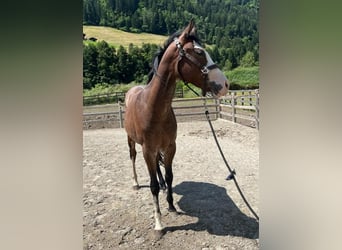 Paint Horse, Mare, 3 years, 14.1 hh, Overo-all-colors