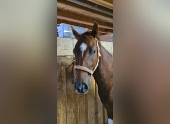 Paint Horse, Mare, 3 years, 14,1 hh, Tobiano-all-colors