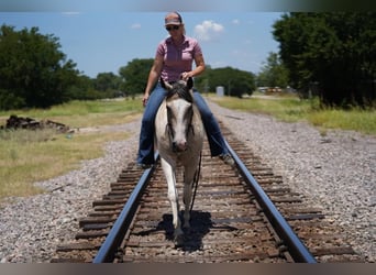 Paint Horse, Mare, 3 years, 14.2 hh, Buckskin