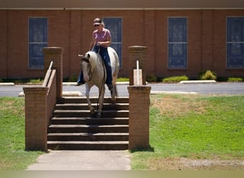 Paint Horse, Mare, 3 years, 14.2 hh, Buckskin