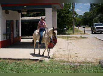 Paint Horse, Mare, 3 years, 14.2 hh, Buckskin