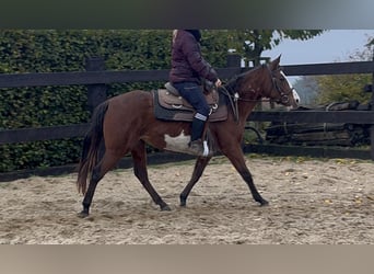 Paint Horse Mix, Mare, 3 years, 14.2 hh, Pinto