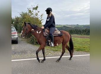 Paint Horse Mix, Mare, 3 years, 14.2 hh, Pinto