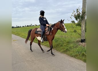 Paint Horse Mix, Mare, 3 years, 14.2 hh, Pinto