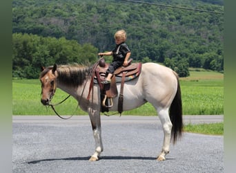 Paint Horse Mix, Mare, 3 years, 14,2 hh, Pinto