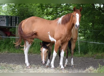 Paint Horse, Mare, 3 years, 14.2 hh, Pinto