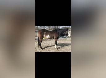 Paint Horse, Mare, 3 years, 14.2 hh