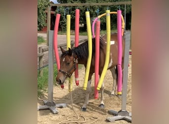 Paint Horse, Mare, 3 years, 14,2 hh, Tobiano-all-colors