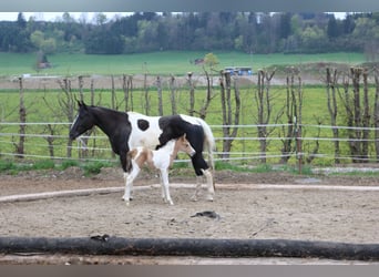 Paint Horse, Mare, 3 years, 14,2 hh, Tobiano-all-colors