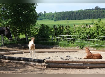 Paint Horse, Mare, 3 years, 14,2 hh, Tobiano-all-colors