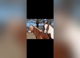Paint Horse Mix, Mare, 3 years, 14,1 hh, Pinto