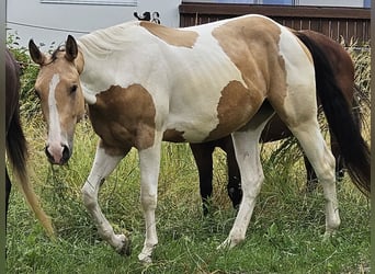 Paint Horse, Mare, 3 years, 14,2 hh, Tobiano-all-colors