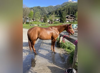 Paint Horse, Mare, 3 years, 15,1 hh