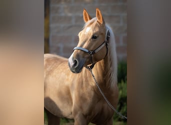 Paint Horse, Mare, 3 years, 15 hh, Palomino