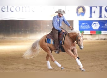 Paint Horse, Mare, 3 years, 15 hh, Palomino