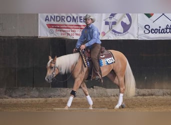 Paint Horse, Mare, 3 years, 15 hh, Palomino