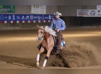 Paint Horse, Mare, 3 years, 15 hh, Palomino