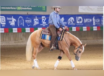 Paint Horse, Mare, 3 years, 15 hh, Palomino