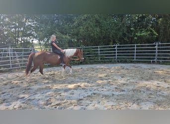 Paint Horse Mix, Mare, 3 years, 15 hh, Pinto