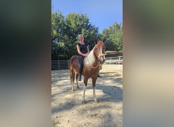 Paint Horse Mix, Mare, 3 years, 15 hh, Pinto