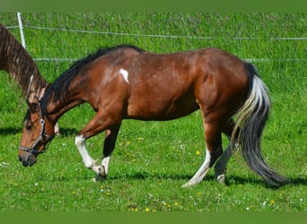 Paint Horse, Mare, 3 years, 15 hh, Tobiano-all-colors