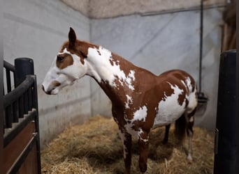 Paint Horse, Mare, 3 years, 15,2 hh, Pinto