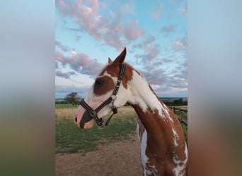 Paint Horse, Mare, 3 years, 15,2 hh, Pinto