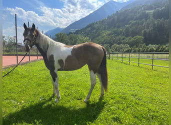 Paint Horse, Mare, 3 years, Buckskin