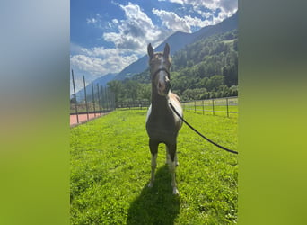 Paint Horse, Mare, 3 years, Buckskin