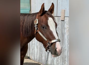 Paint Horse, Mare, 4 years, 13.3 hh, Chestnut-Red