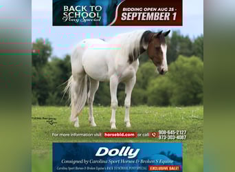 Paint Horse, Mare, 4 years, 13,2 hh, Pinto