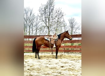 Paint Horse, Mare, 4 years, 14.1 hh, Brown